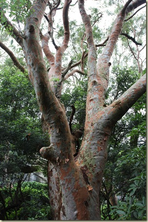 Angophora tree