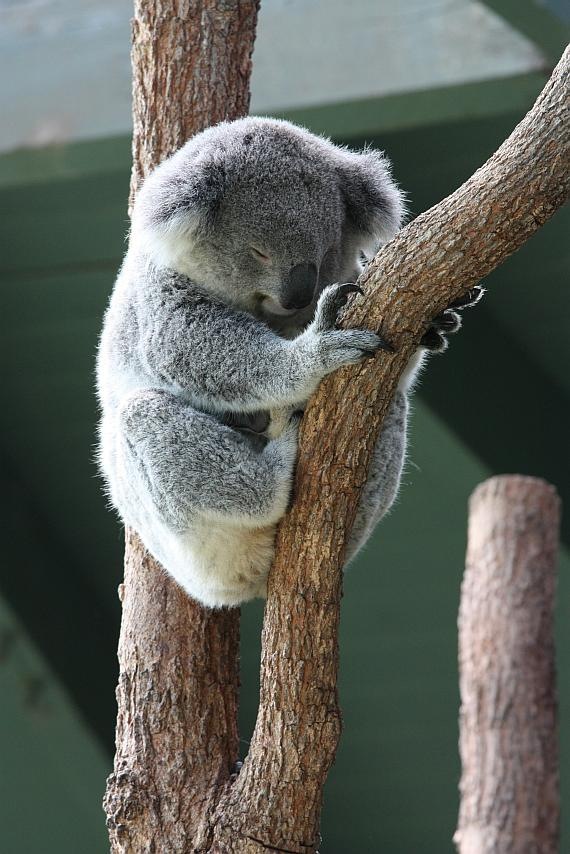 [091229_Taronga_Zoo_Sydney005_sm[3].jpg]