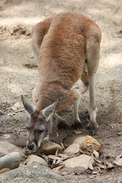 [091229_Taronga_Zoo_Sydney039_sm[2].jpg]