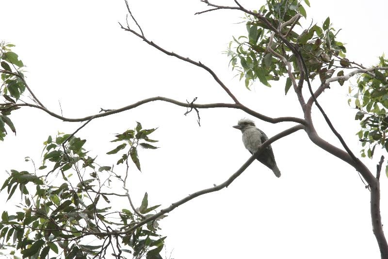 [kookaburra_sm[4].jpg]