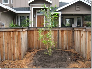 100202 Bambusa oldhamii planted in front002_sm