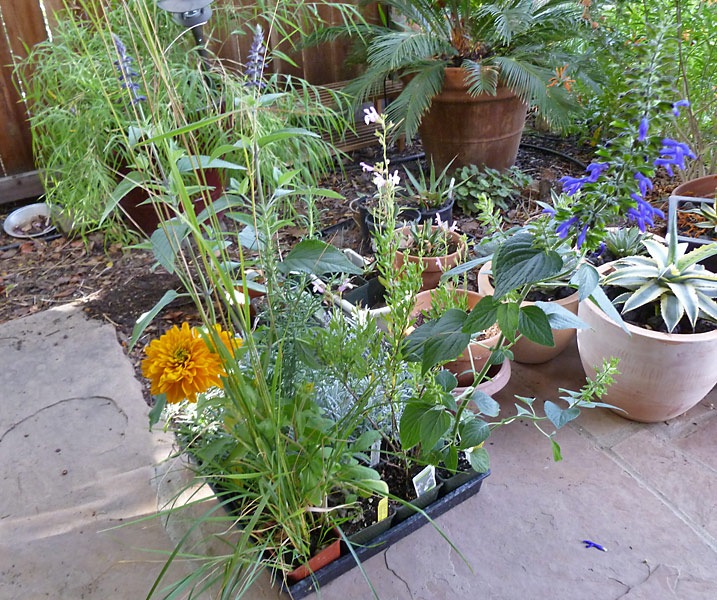 [101015_new_plants2[2].jpg]