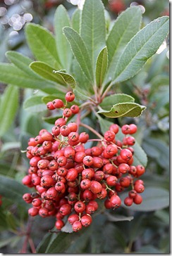 101104_toyon_berries