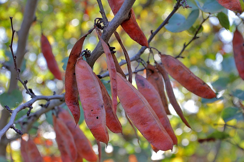 [101106_redbud_seedpods[1].jpg]