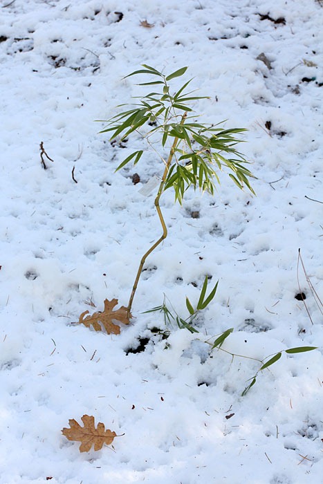 [101125_ph_aureosulcata_under_snow[1].jpg]