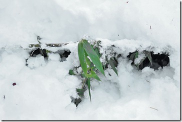 101125_black_bamboo_in_snow