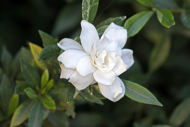 [101114_gardenia[2].jpg]