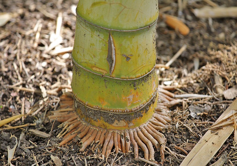 [101114_bamboo_roots[2].jpg]