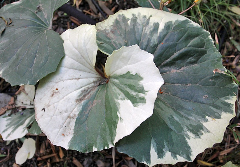[101027_farfugium-japonicum-argenteum04[2].jpg]