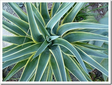 101020_agave_desmettiana_variegata 101020_agave_desmettiana_variegata