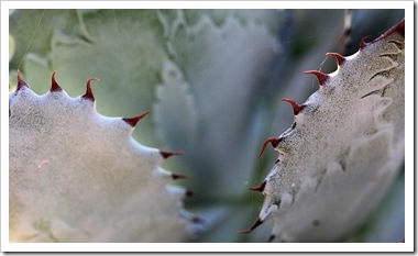 101020_agave_potatorum 101020_agave_potatorum