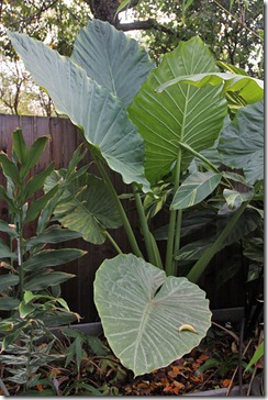 101122_Alocasia-macrorrhiza2