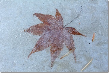 101125_maple_leaf_in_ice