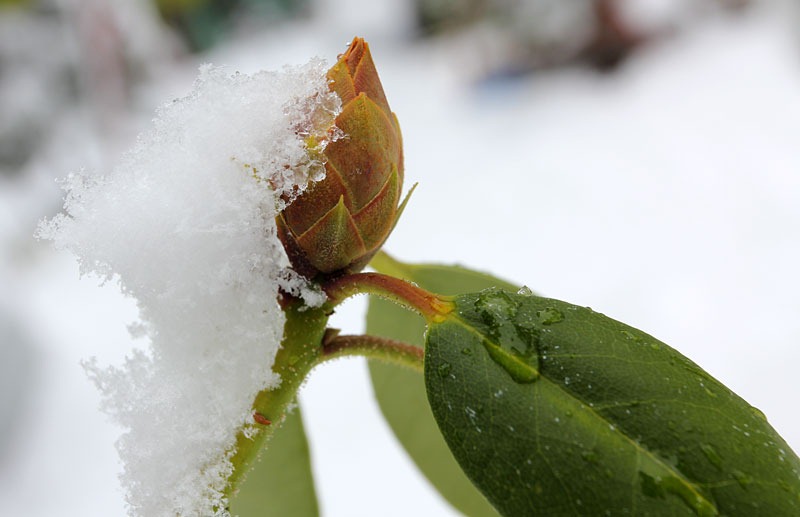[101127_rhododendron04[6].jpg]