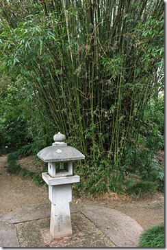 Bambusa-ventricosa-Royal-Bot-Garden-Sydney_01 Bambusa-ventricosa-Royal-Bot-Garden-Sydney_01