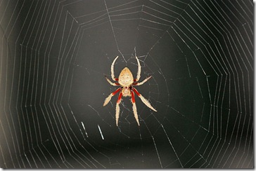 spider_unknown_sp spider_unknown_sp