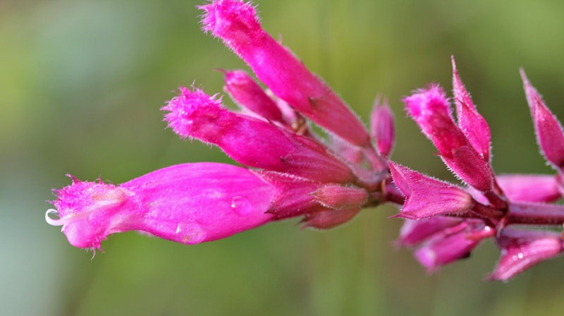 [101219_salvia_puberola_flowerhead[2].jpg]