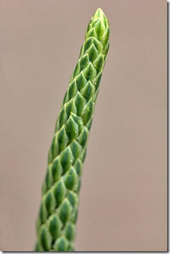 101219_Aloe-microstigma-flower-stalk