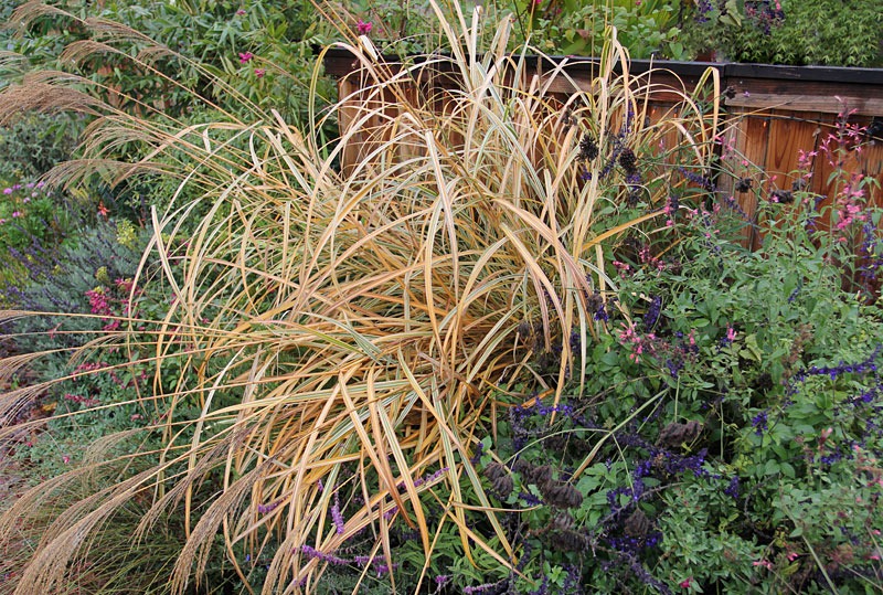 [101208_Miscanthus-sinensis-Rigoletto[1].jpg]