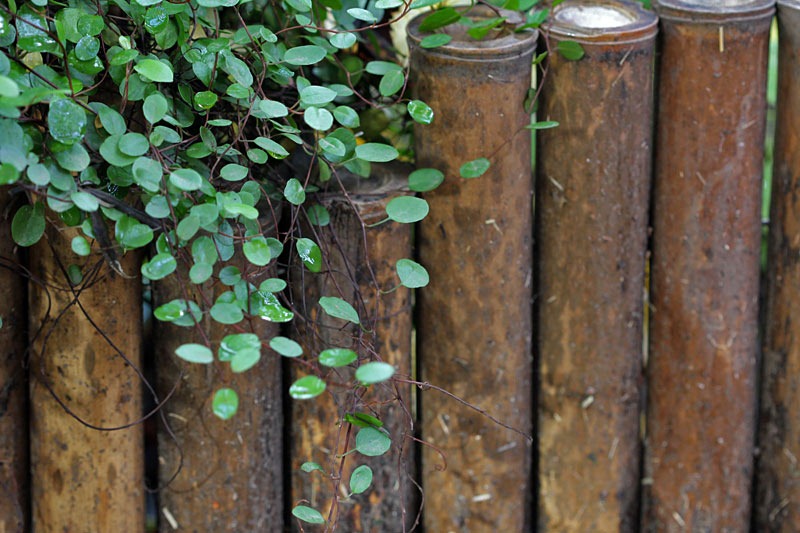 [101209_Muehlenbeckia-axilaris_09[2].jpg]