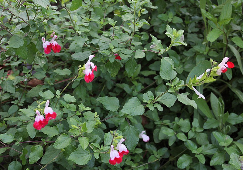 [101210_salvia_hotlips[6].jpg]