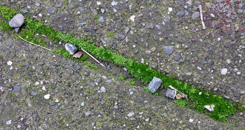 [101212_moss-in-crack2.jpg]