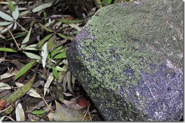 101212_moss-on-rock 101212_moss-on-rock
