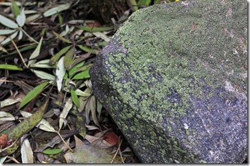 101212_moss-on-rock