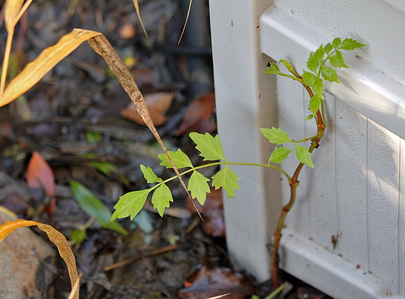 [110103_Tecomaria-capensis-suckers24[1].jpg]
