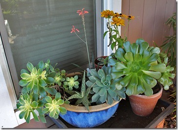 110103_potted_aeoniumjpg 110103_potted_aeoniumjpg