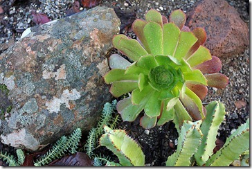 110103_Aeonium-arboreum-Atropurpureum 110103_Aeonium-arboreum-Atropurpureum