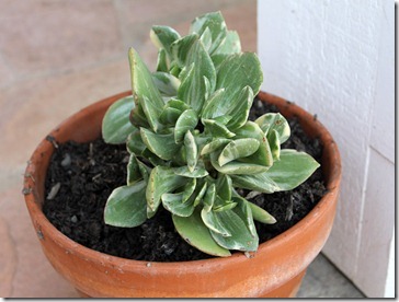 Potted Jade Plant