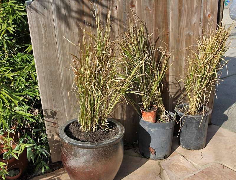 [110109_divided_fountain_grass[2].jpg]