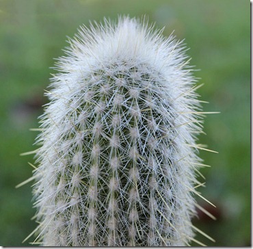 110114_cleistocactus_strausii 110114_cleistocactus_strausii