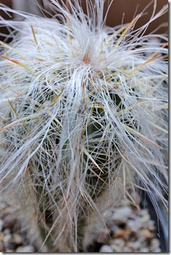 110114_orocereus_celsianus 110114_orocereus_celsianus