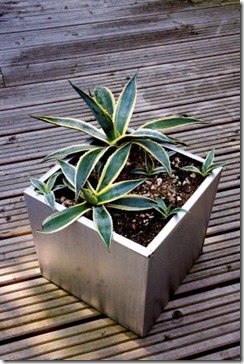 steel container with Agave