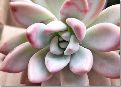 Graptopetalum-amethystinum