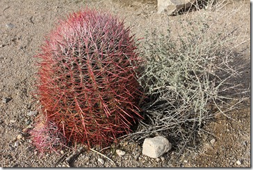 110221_joshua_tree_np_ferocactus_cylindraceus 110221_joshua_tree_np_ferocactus_cylindraceus