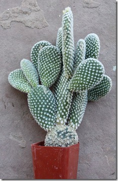 110227_opuntia_microdasys_albata_before 110227_opuntia_microdasys_albata_before