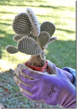 110227_opuntia_microdasys_albata 110227_opuntia_microdasys_albata