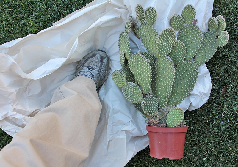[110227_opuntia_microdasys_before2.jpg]