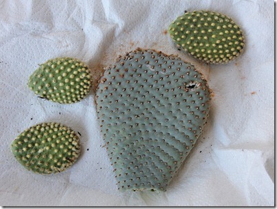 110227_opuntia_pads