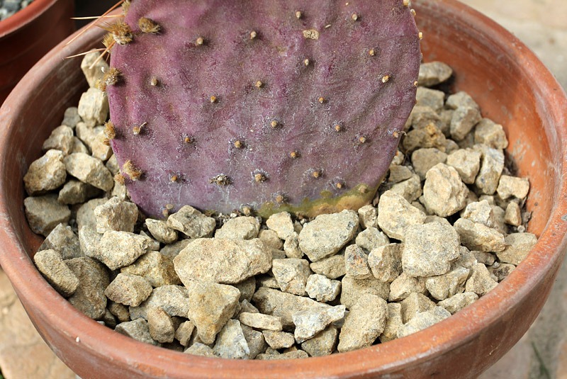 [110305_santa_rita_with_rock_mulchjpg[2].jpg]