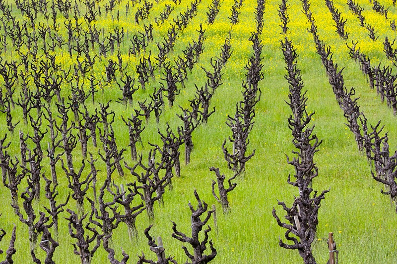 [100225_napa_spring_8288_sm[3].jpg]