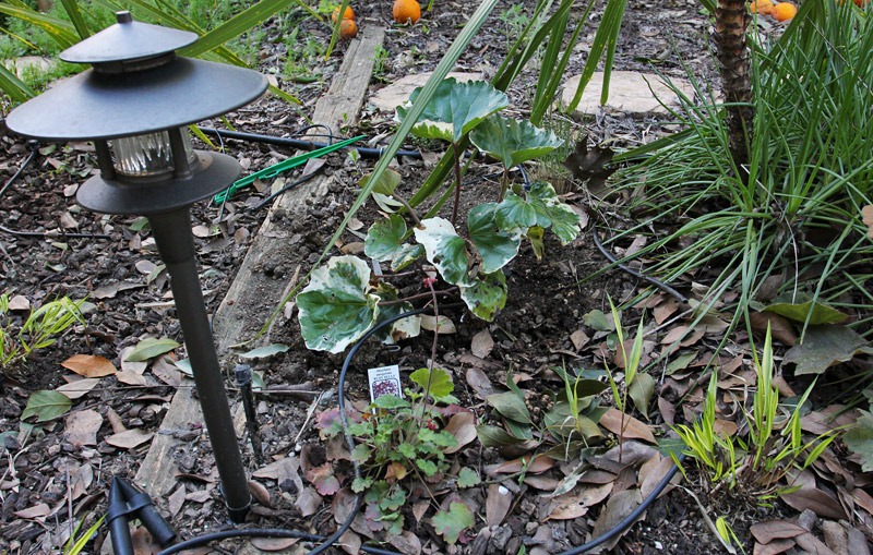 [110402_Farfugium-japonicum-Argenteum_1[2].jpg]