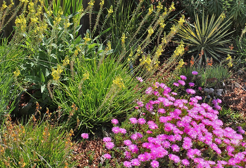 [110426_Delosperma_cooperi_059.jpg]