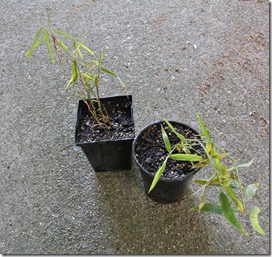 110428_Fargesia_nitida_left_Phyllostachys_kwangsiensis_right