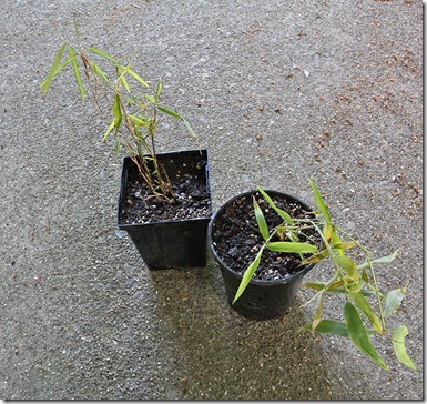 110428_Fargesia_nitida_left_Phyllostachys_kwangsiensis_right 110428_Fargesia_nitida_left_Phyllostachys_kwangsiensis_right
