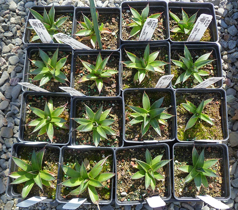[110430_UCD_Arboretum_plant_sale_06[2].jpg]