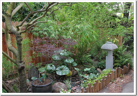 110514_backyard1 110514_backyard1